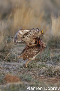 Sharp-Tailed Grouse