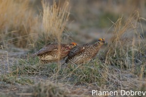 Sharp-Tailed Grouse