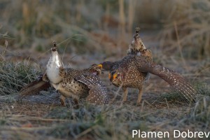 Sharp-Tailed Grouse