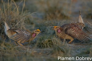Sharp-Tailed Grouse