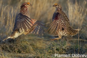 Sharp-Tailed Grouse