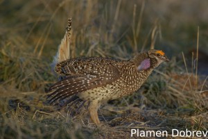 Sharp-Tailed Grouse