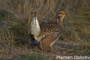 Sharp-Tailed Grouse