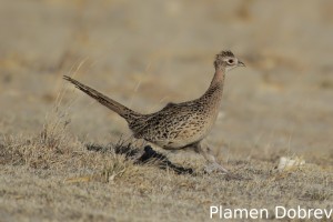 Ring-Necked Pheasant