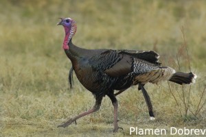Wild Turkey