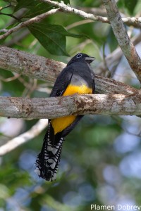 Amazonian trogon