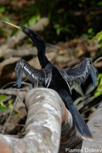 Anhinga