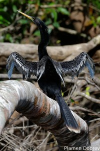 Anhinga