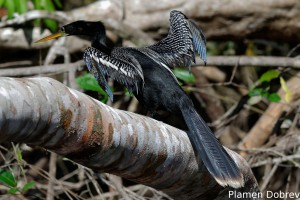 Anhinga