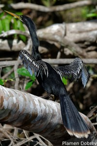 Anhinga
