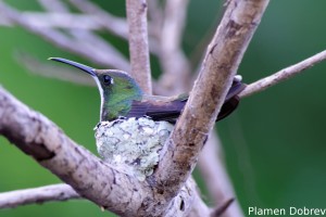 Black-eared fairy
