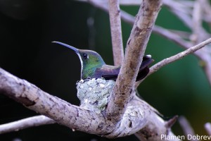 Black-eared fairy