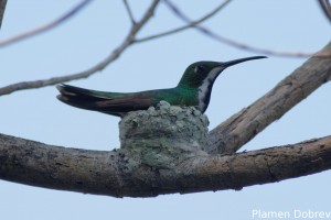 Black-eared fairy
