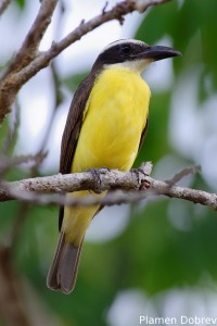 Boat-billed flycatcher