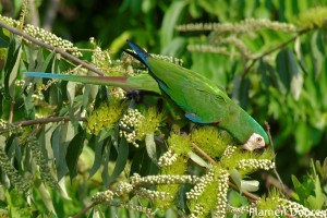 Chestnut-fronted macaw