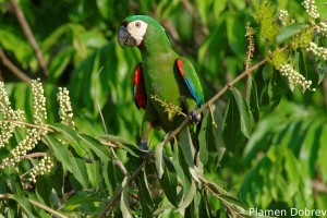 Chestnut-fronted macaw