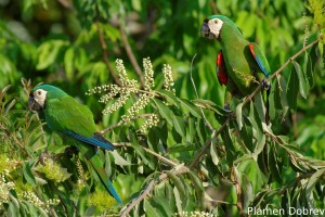 Chestnut-fronted macaw