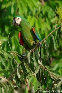 Chestnut-fronted macaw