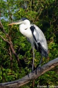 Cocoi heron