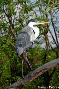 Cocoi heron
