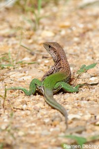 dsc_6405_dxo