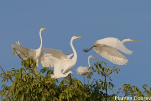 Great egret