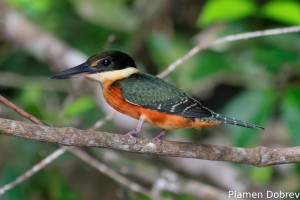Green-and-rufous kingfisher