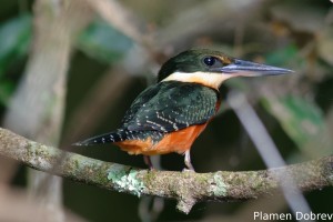 Green-and-rufous kingfisher