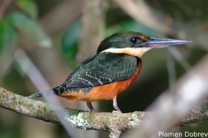 Green-and-rufous kingfisher