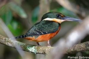 Green-and-rufous kingfisher