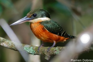 Green-and-rufous kingfisher