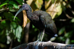 Green ibis