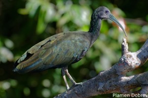 Green ibis