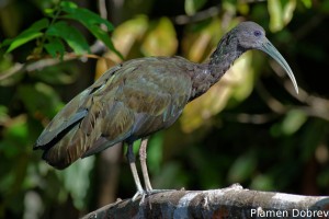 Green ibis