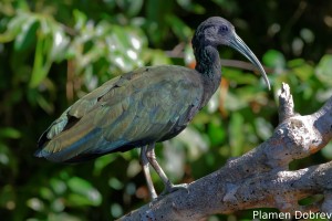 Green ibis