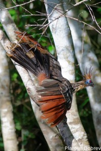 Hoatzin