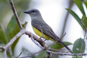Lesser kiskadee
