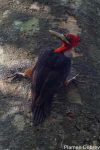 Red necked woodpecker