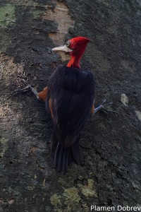 Red necked woodpecker