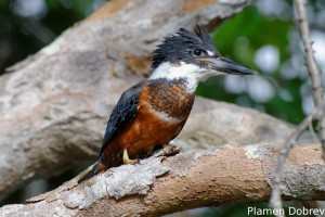 Ringed kingfisher