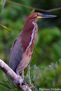 Rufescent tiger heron