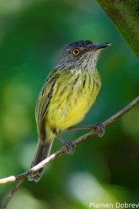 Spotted tody flycatcher