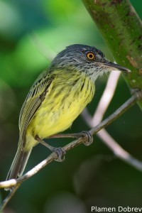 Spotted tody flycatcher