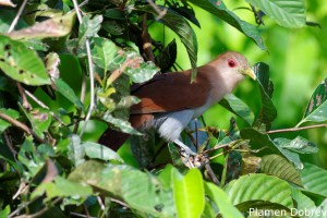 Squirrel cuckoo