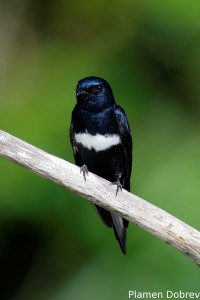 White-banded swallow