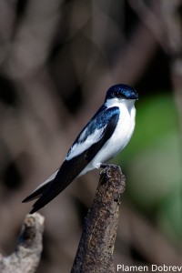 White-banded swallow
