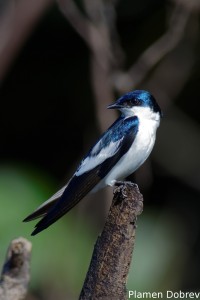 White-banded swallow