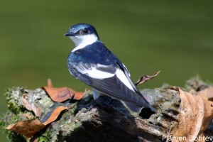 White-banded swallow