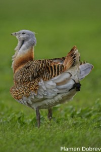 Great Bustard