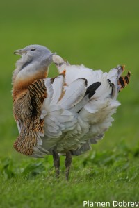 Great Bustard